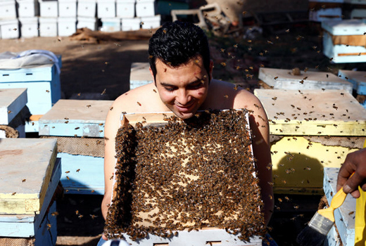 honey bee 4